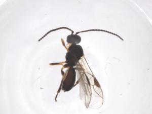  ( - CBG-A57913-A06)  @11 [ ] CreativeCommons - Attribution Share - Alike (2024) Centre for Biodiversity Genomics Centre for Biodiversity Genomics