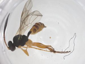  ( - CBG-A57917-B12)  @11 [ ] CreativeCommons - Attribution Share - Alike (2024) Centre for Biodiversity Genomics Centre for Biodiversity Genomics