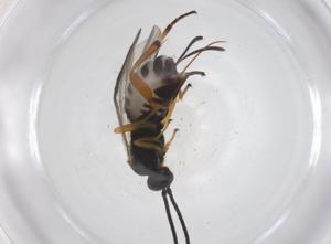  (Dolichogenidea Malaise8948 - CBG-A57918-B06)  @11 [ ] CreativeCommons - Attribution Share - Alike (2024) Centre for Biodiversity Genomics Centre for Biodiversity Genomics