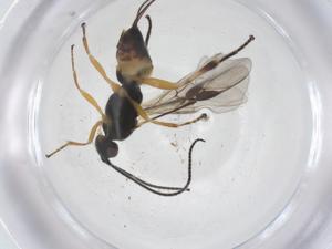  ( - CBG-A57918-D11)  @11 [ ] CreativeCommons - Attribution Share - Alike (2024) Centre for Biodiversity Genomics Centre for Biodiversity Genomics