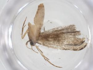  ( - CBG-A57918-G07)  @11 [ ] CreativeCommons - Attribution Share - Alike (2024) Centre for Biodiversity Genomics Centre for Biodiversity Genomics