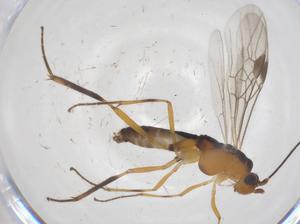  ( - CBG-A57920-E11)  @11 [ ] CreativeCommons - Attribution Share - Alike (2024) Centre for Biodiversity Genomics Centre for Biodiversity Genomics