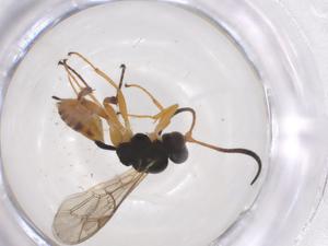  ( - CBG-A57922-E06)  @11 [ ] CreativeCommons - Attribution Share - Alike (2024) Centre for Biodiversity Genomics Centre for Biodiversity Genomics