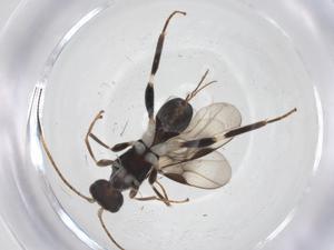  ( - CBG-A57924-G10)  @11 [ ] CreativeCommons - Attribution Share - Alike (2024) Centre for Biodiversity Genomics Centre for Biodiversity Genomics