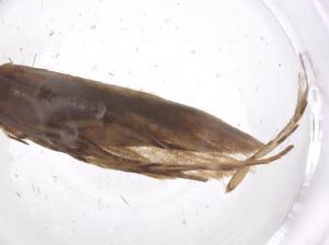  (Hypatopa Malaise3415 - CBG-A57925-E01)  @11 [ ] CreativeCommons - Attribution Share - Alike (2024) Centre for Biodiversity Genomics Centre for Biodiversity Genomics