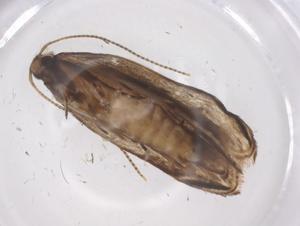  ( - CBG-A57925-F02)  @11 [ ] CreativeCommons - Attribution Share - Alike (2024) Centre for Biodiversity Genomics Centre for Biodiversity Genomics