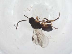  ( - CBG-A57930-B05)  @11 [ ] CreativeCommons - Attribution Share - Alike (2024) Centre for Biodiversity Genomics Centre for Biodiversity Genomics