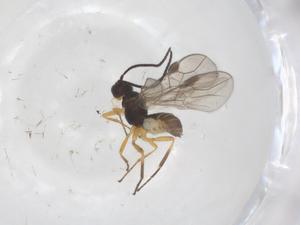  ( - CBG-A57935-D10)  @11 [ ] CreativeCommons - Attribution Share - Alike (2024) Centre for Biodiversity Genomics Centre for Biodiversity Genomics