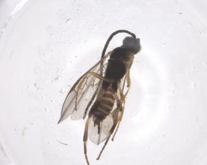  (Dolichogenidea Malaise1793 - CBG-A57947-G05)  @11 [ ] CreativeCommons - Attribution Share - Alike (2024) Centre for Biodiversity Genomics Centre for Biodiversity Genomics