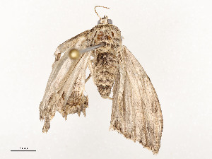  ( - CBG-A58554-A10)  @11 [ ] CreativeCommons - Attribution Share - Alike (2024) CBG Photography Group Centre for Biodiversity Genomics
