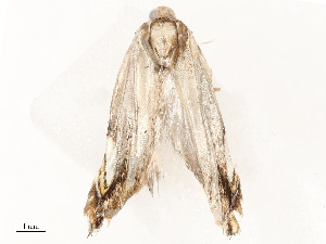  ( - CBG-A58554-C04)  @11 [ ] CreativeCommons - Attribution Share - Alike (2024) CBG Photography Group Centre for Biodiversity Genomics