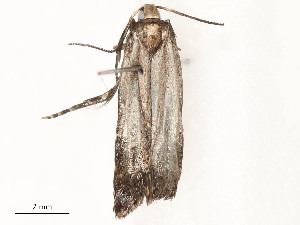 (gelMalaise01 Malaise8569 - CBG-A58554-C07)  @11 [ ] CreativeCommons - Attribution Share - Alike (2024) CBG Photography Group Centre for Biodiversity Genomics
