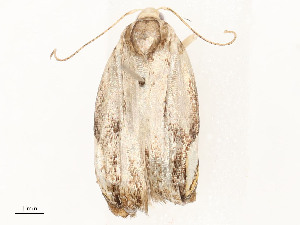  ( - CBG-A58554-D05)  @11 [ ] CreativeCommons - Attribution Share - Alike (2024) CBG Photography Group Centre for Biodiversity Genomics