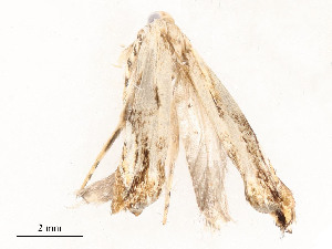  ( - CBG-A58554-E07)  @11 [ ] CreativeCommons - Attribution Share - Alike (2024) CBG Photography Group Centre for Biodiversity Genomics