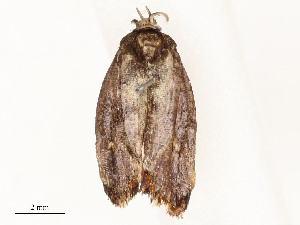  (elachJanzen01 Janzen2613 - CBG-A58554-E10)  @11 [ ] CreativeCommons - Attribution Share - Alike (2024) CBG Photography Group Centre for Biodiversity Genomics