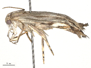  ( - CBG-A58554-F06)  @11 [ ] CreativeCommons - Attribution Share-Alike (2024) CBG Photography Group Centre for Biodiversity Genomics