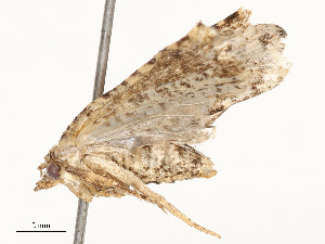  (tortMalaise01 Malaise9433 - CBG-A58554-F09)  @11 [ ] CreativeCommons - Attribution Share - Alike (2024) CBG Photography Group Centre for Biodiversity Genomics