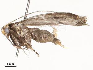  ( - CBG-A58555-D01)  @11 [ ] CreativeCommons - Attribution Share - Alike (2024) CBG Photography Group Centre for Biodiversity Genomics