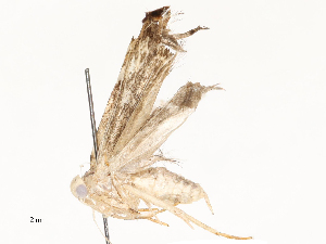  ( - CBG-A58555-D02)  @11 [ ] CreativeCommons - Attribution Share - Alike (2024) CBG Photography Group Centre for Biodiversity Genomics