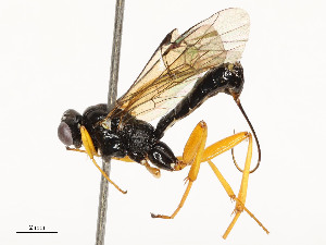  ( - CBG-A58556-E07)  @11 [ ] CreativeCommons - Attribution Share - Alike (2024) CBG Photography Group Centre for Biodiversity Genomics