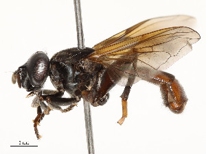  ( - CBG-A58557-B08)  @11 [ ] CreativeCommons - Attribution Share - Alike (2024) CBG Photography Group Centre for Biodiversity Genomics