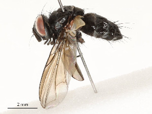  ( - CBG-A58557-G05)  @11 [ ] CreativeCommons - Attribution Share - Alike (2024) CBG Photography Group Centre for Biodiversity Genomics