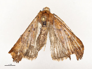  ( - CBG-A58558-A07)  @11 [ ] CreativeCommons - Attribution Share - Alike (2025) CBG Photography Group Centre for Biodiversity Genomics