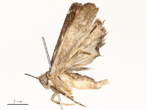  ( - CBG-A58558-B06)  @11 [ ] CreativeCommons - Attribution Share - Alike (2025) CBG Photography Group Centre for Biodiversity Genomics