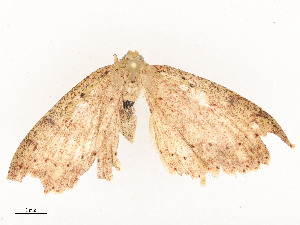  ( - CBG-A58558-E05)  @11 [ ] CreativeCommons - Attribution Share - Alike (2025) CBG Photography Group Centre for Biodiversity Genomics