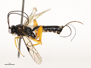  ( - CBG-A58559-D08)  @11 [ ] CreativeCommons - Attribution Share - Alike (2025) CBG Photography Group Centre for Biodiversity Genomics