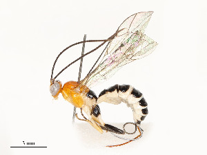  ( - CBG-A58559-E12)  @11 [ ] CreativeCommons - Attribution Share - Alike (2025) CBG Photography Group Centre for Biodiversity Genomics
