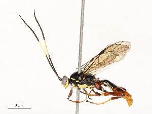  ( - CBG-A58560-A08)  @11 [ ] CreativeCommons - Attribution Share - Alike (2025) CBG Photography Group Centre for Biodiversity Genomics