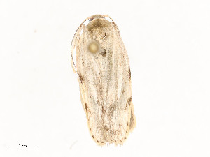  ( - CBG-A58560-H02)  @11 [ ] CreativeCommons - Attribution Share - Alike (2025) CBG Photography Group Centre for Biodiversity Genomics