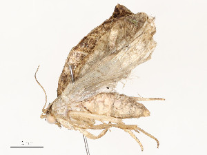  (Clepsis bioalfa8369 - CBG-A58657-A04)  @11 [ ] CreativeCommons - Attribution Share - Alike (2024) CBG Photography Group Centre for Biodiversity Genomics