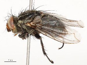  ( - CBG-A58657-B12)  @11 [ ] CreativeCommons - Attribution Share - Alike (2024) CBG Photography Group Centre for Biodiversity Genomics