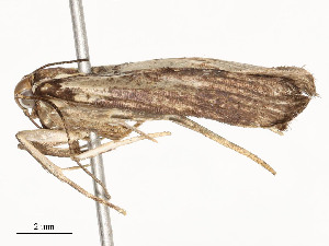  ( - CBG-A58657-C02)  @11 [ ] CreativeCommons - Attribution Share - Alike (2024) CBG Photography Group Centre for Biodiversity Genomics