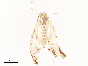  ( - CBG-A58657-C09)  @11 [ ] CreativeCommons - Attribution Share - Alike (2024) CBG Photography Group Centre for Biodiversity Genomics