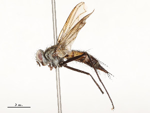  ( - CBG-A58657-C10)  @11 [ ] CreativeCommons - Attribution Share - Alike (2024) CBG Photography Group Centre for Biodiversity Genomics