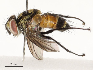  ( - CBG-A58657-E02)  @11 [ ] CreativeCommons - Attribution Share - Alike (2024) CBG Photography Group Centre for Biodiversity Genomics