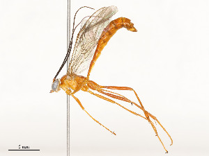  ( - CBG-A58657-F04)  @11 [ ] CreativeCommons - Attribution Share - Alike (2024) CBG Photography Group Centre for Biodiversity Genomics