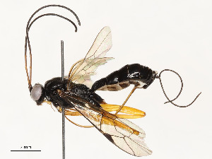  ( - CBG-A58658-A06)  @11 [ ] CreativeCommons - Attribution Share - Alike (2024) CBG Photography Group Centre for Biodiversity Genomics