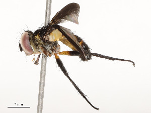  (tachWood421 Malaise2689 - CBG-A58658-D11)  @11 [ ] CreativeCommons - Attribution Share - Alike (2024) CBG Photography Group Centre for Biodiversity Genomics