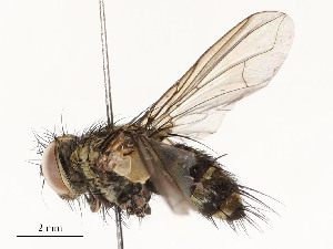  ( - CBG-A58658-H04)  @11 [ ] CreativeCommons - Attribution Share - Alike (2024) CBG Photography Group Centre for Biodiversity Genomics