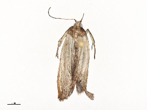  ( - CBG-A58659-B08)  @11 [ ] CreativeCommons - Attribution Share - Alike (2025) CBG Photography Group Centre for Biodiversity Genomics