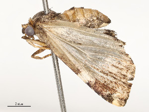  (Eustrotia Malaise9155 - CBG-A58659-E12)  @11 [ ] CreativeCommons - Attribution Share - Alike (2025) CBG Photography Group Centre for Biodiversity Genomics