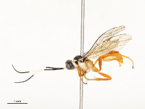  ( - CBG-A58660-G10)  @11 [ ] CreativeCommons - Attribution Share - Alike (2025) CBG Photography Group Centre for Biodiversity Genomics