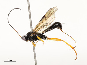  ( - CBG-A58661-B11)  @11 [ ] CreativeCommons - Attribution Share - Alike (2025) CBG Photography Group Centre for Biodiversity Genomics