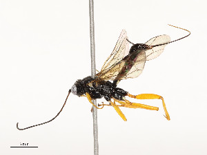  ( - CBG-A58661-C05)  @11 [ ] CreativeCommons - Attribution Share - Alike (2025) CBG Photography Group Centre for Biodiversity Genomics