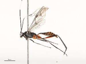  ( - CBG-A58661-C08)  @11 [ ] CreativeCommons - Attribution Share - Alike (2025) CBG Photography Group Centre for Biodiversity Genomics