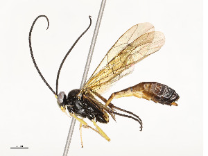  ( - CBG-A58661-D02)  @11 [ ] CreativeCommons - Attribution Share - Alike (2025) CBG Photography Group Centre for Biodiversity Genomics